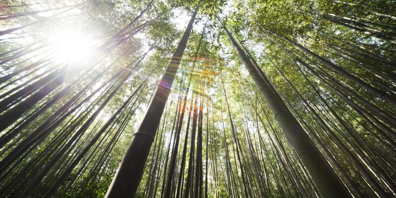 Growing Trees for World Environment Day