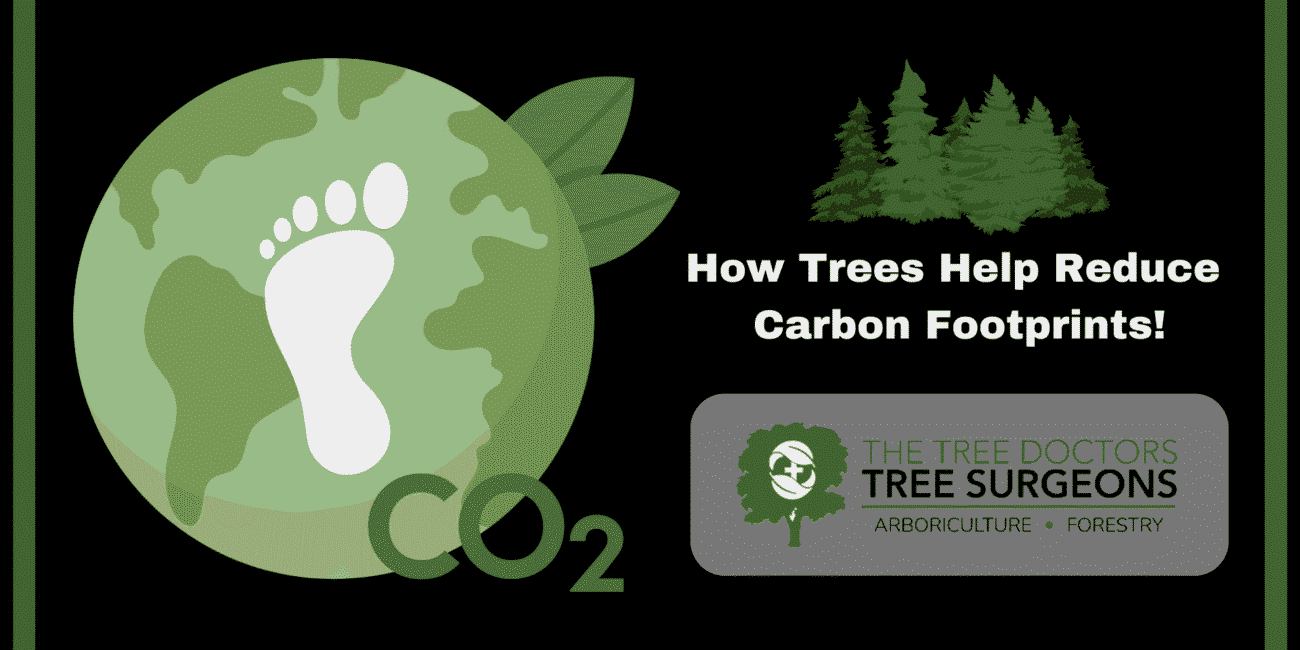 De trees help carbon footprint?