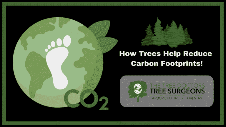 De trees help carbon footprint?