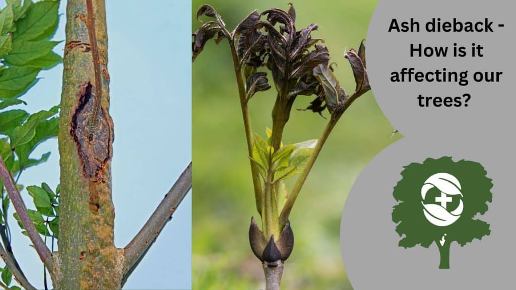 How is ash dieback affecting our trees - The Tree Doctors