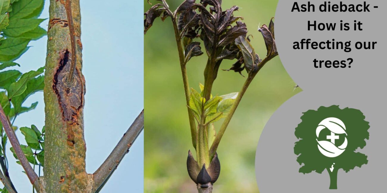 How is ash dieback affecting our trees - The Tree Doctors