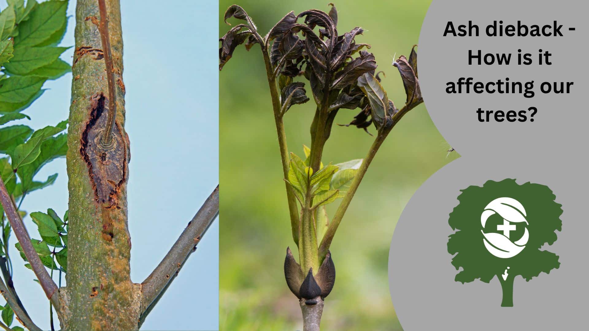 What Is Ash Dieback And How Is It Affecting Our Trees The Tree Doctors 