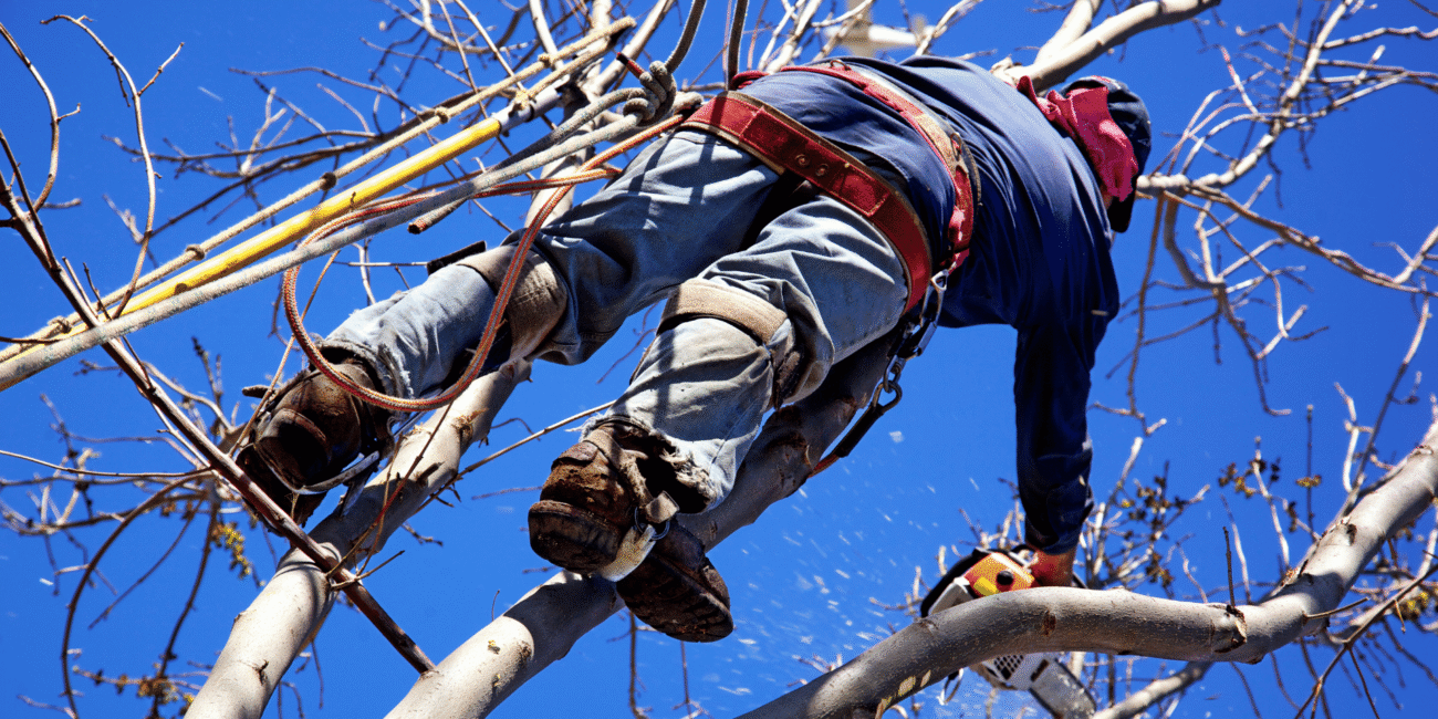 tree surgeons in staffordshire