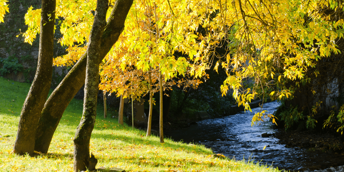 replanting ash trees after felling