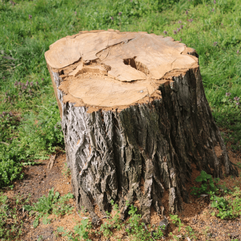 stump before grinding