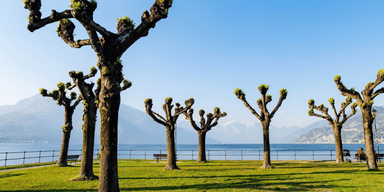 tree pollarding stock image