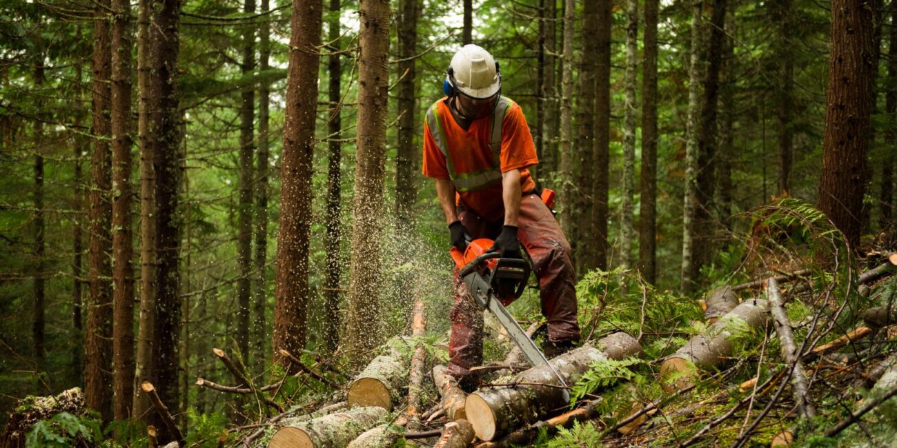 forest thinning tree surgeon