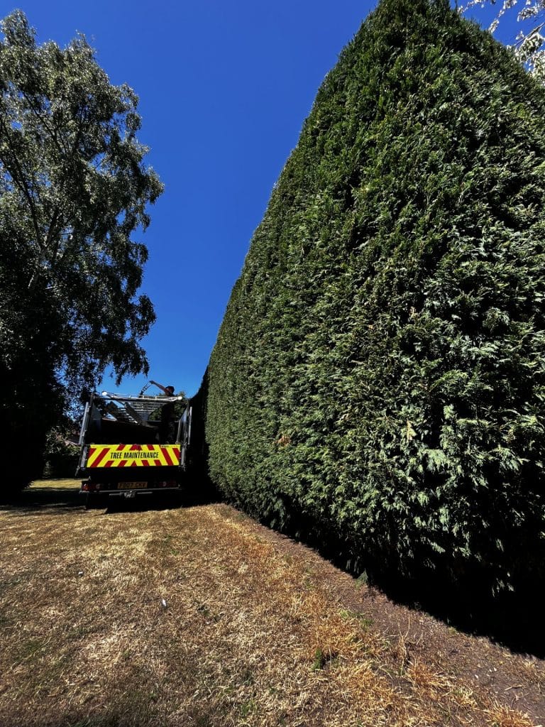 hedge shaping