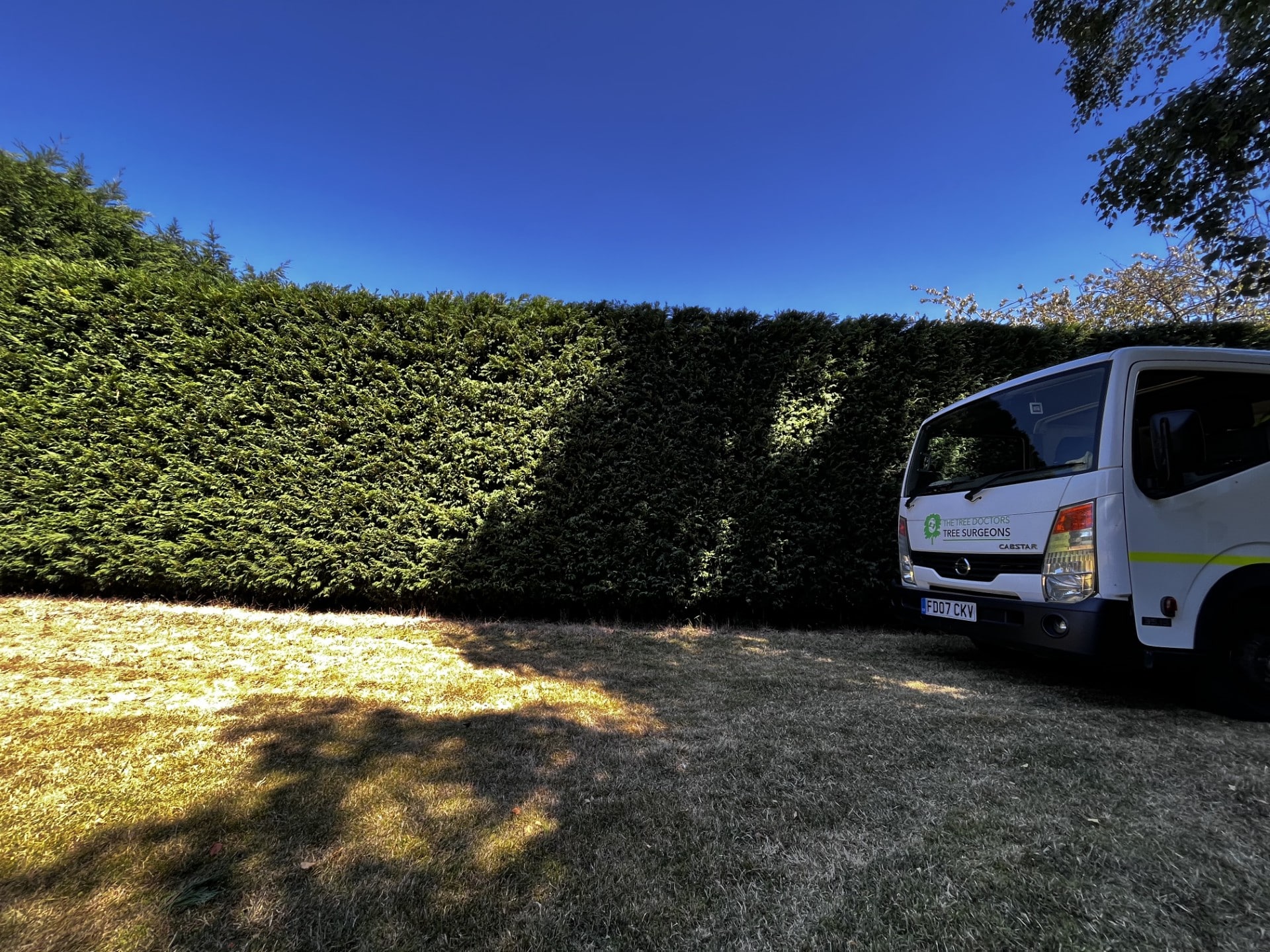 trimmed hedges by Tree Doctors