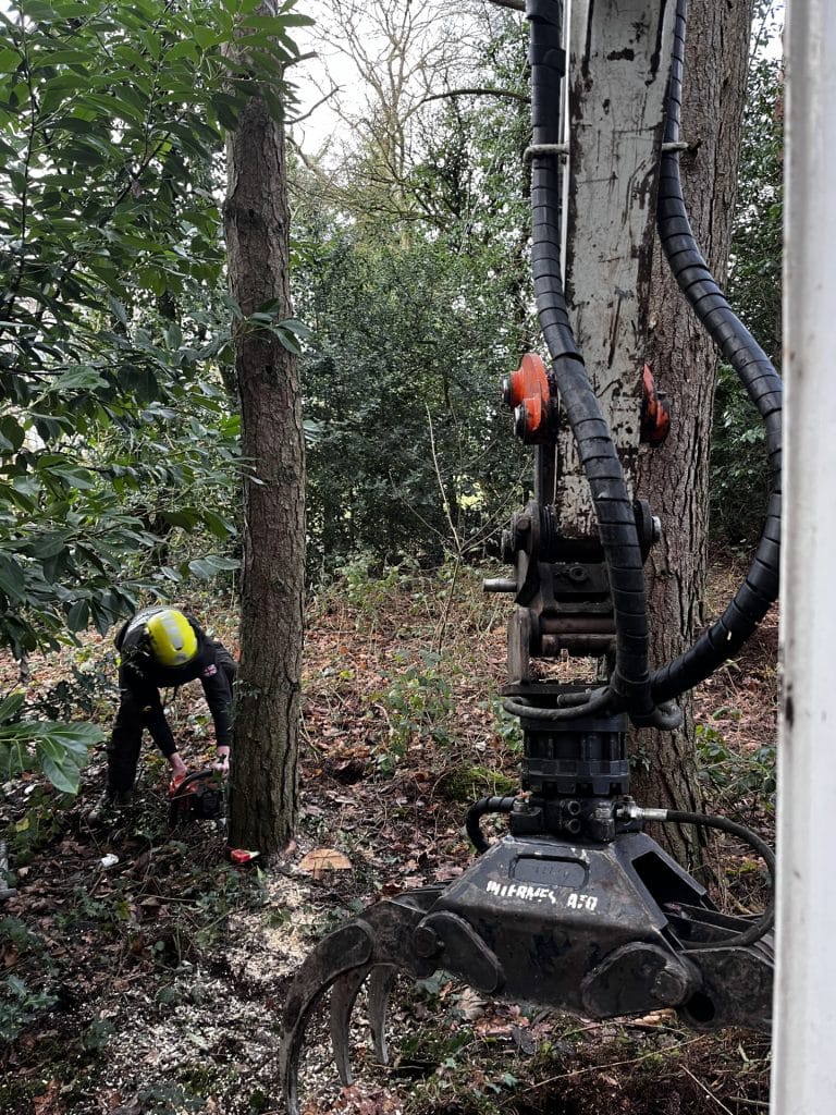 woodland maintenance and felling trees