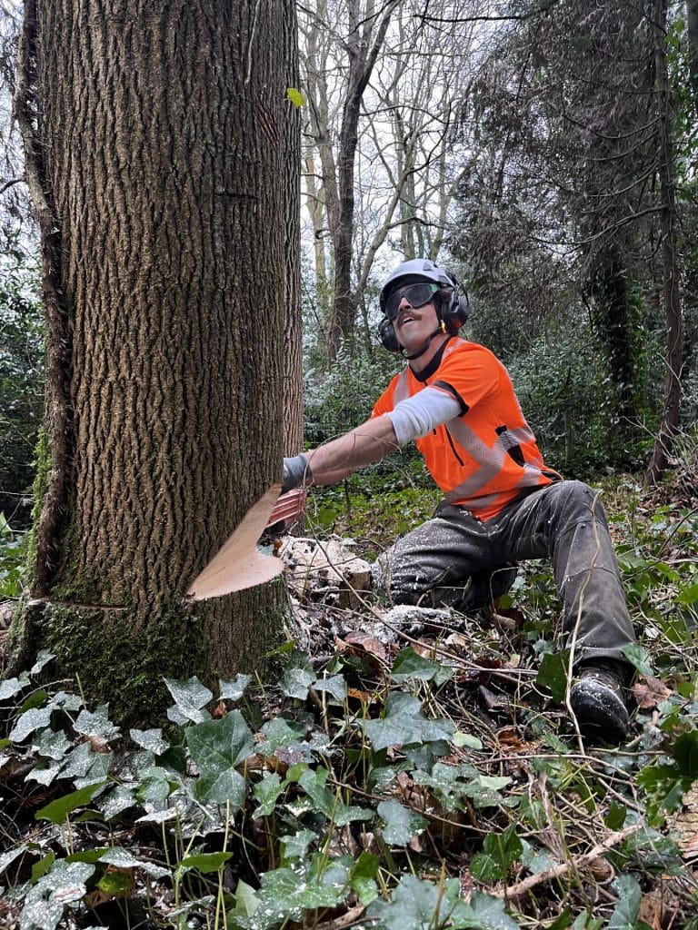 Woodland management tree felling