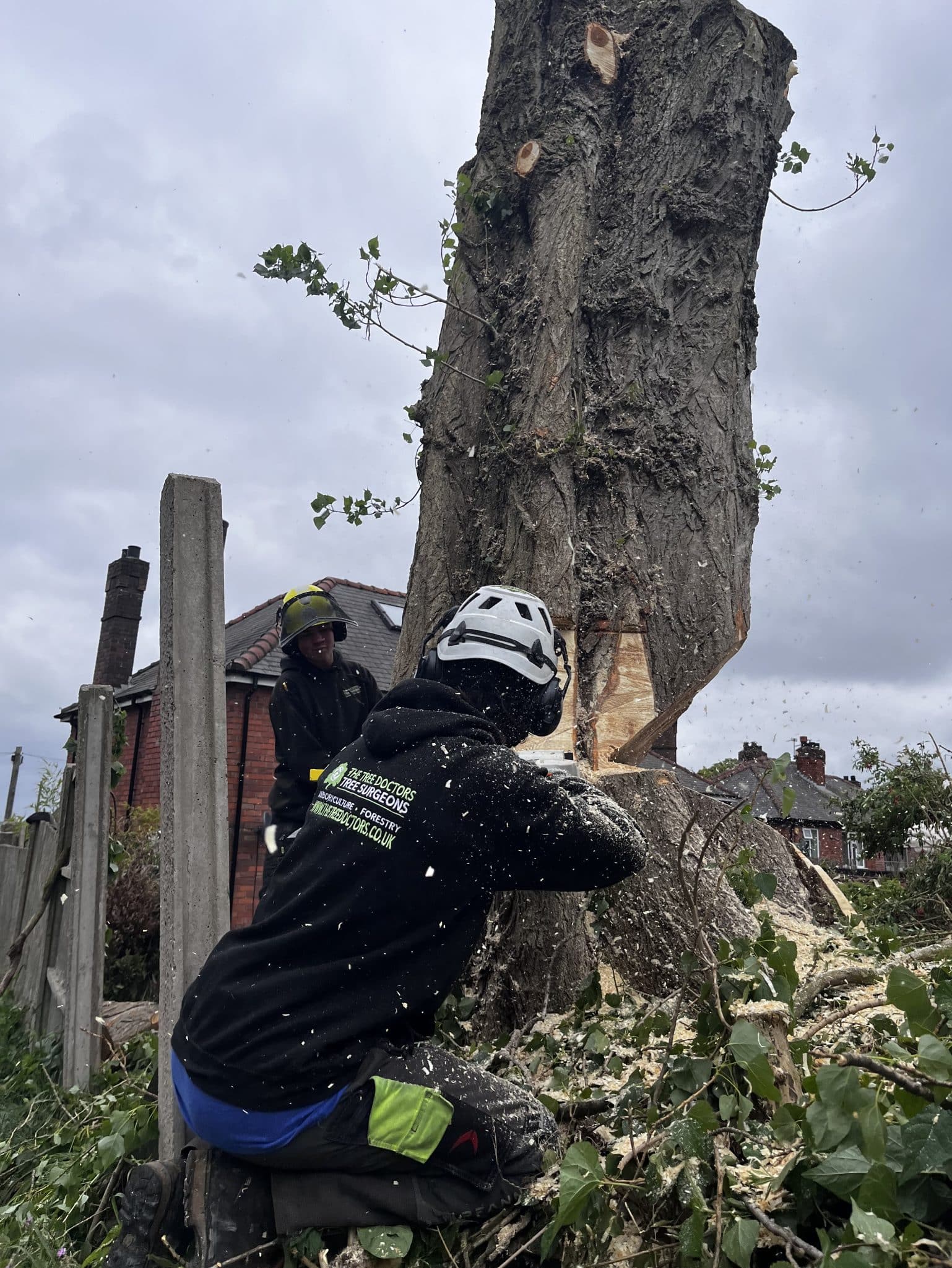 tree surgeons felling tree trunk