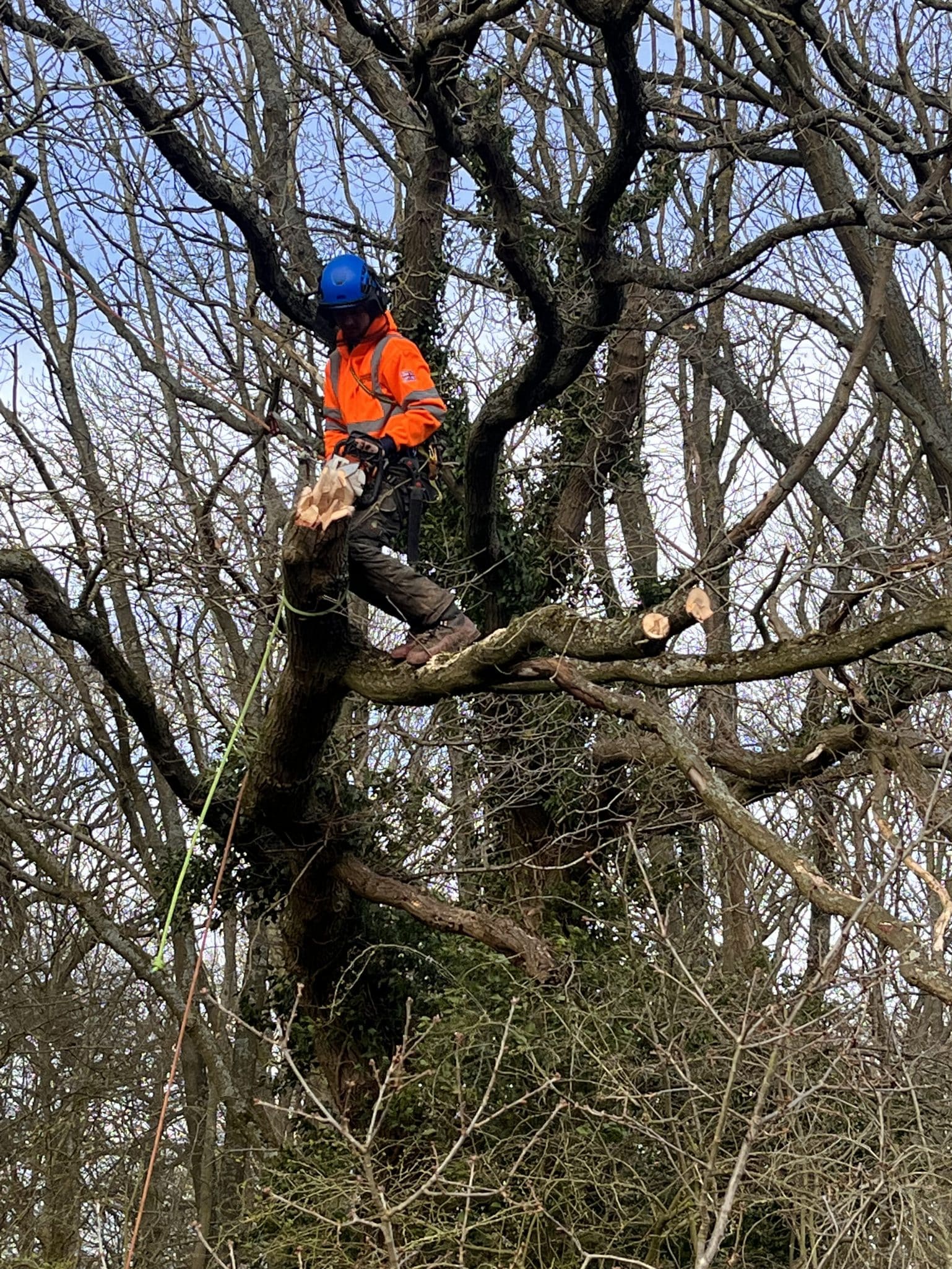 tree surgeon cutting back branches