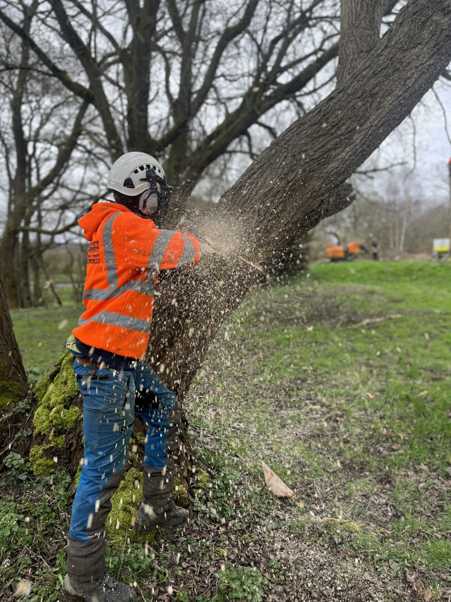 tree reductions performed by tree surgeon