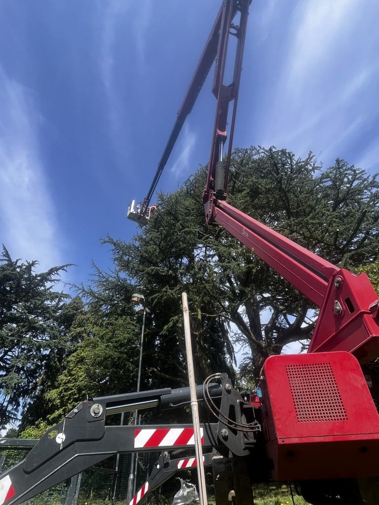 tree surgeon for large trees