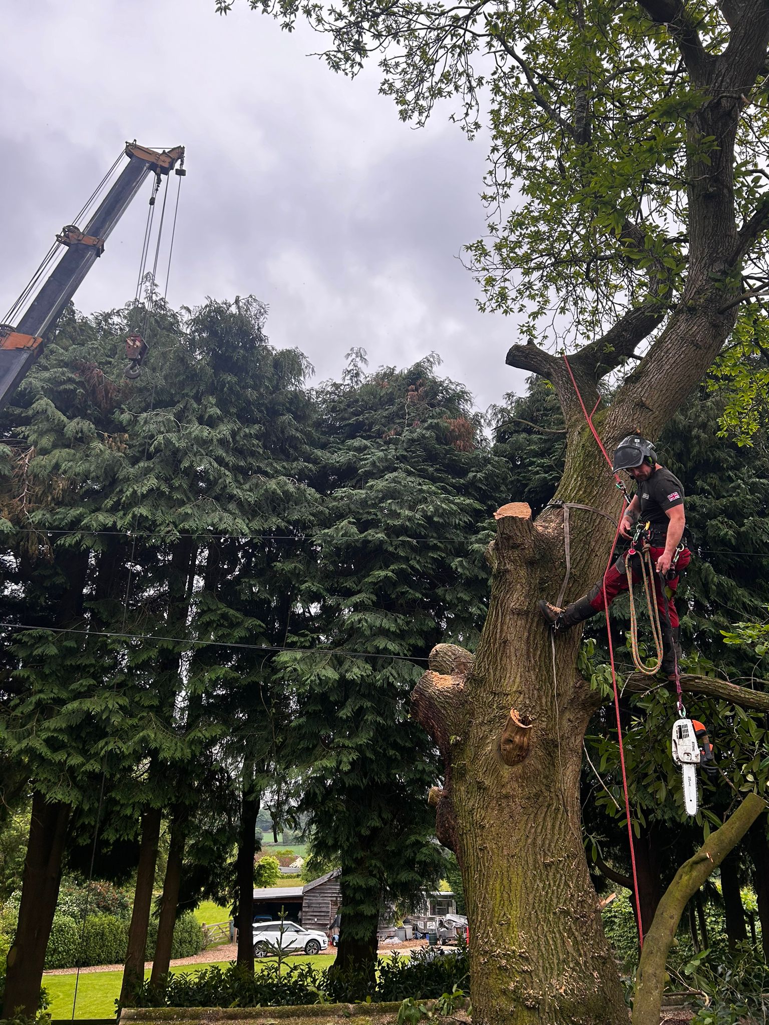 tree surgeon on ropes trimming branches