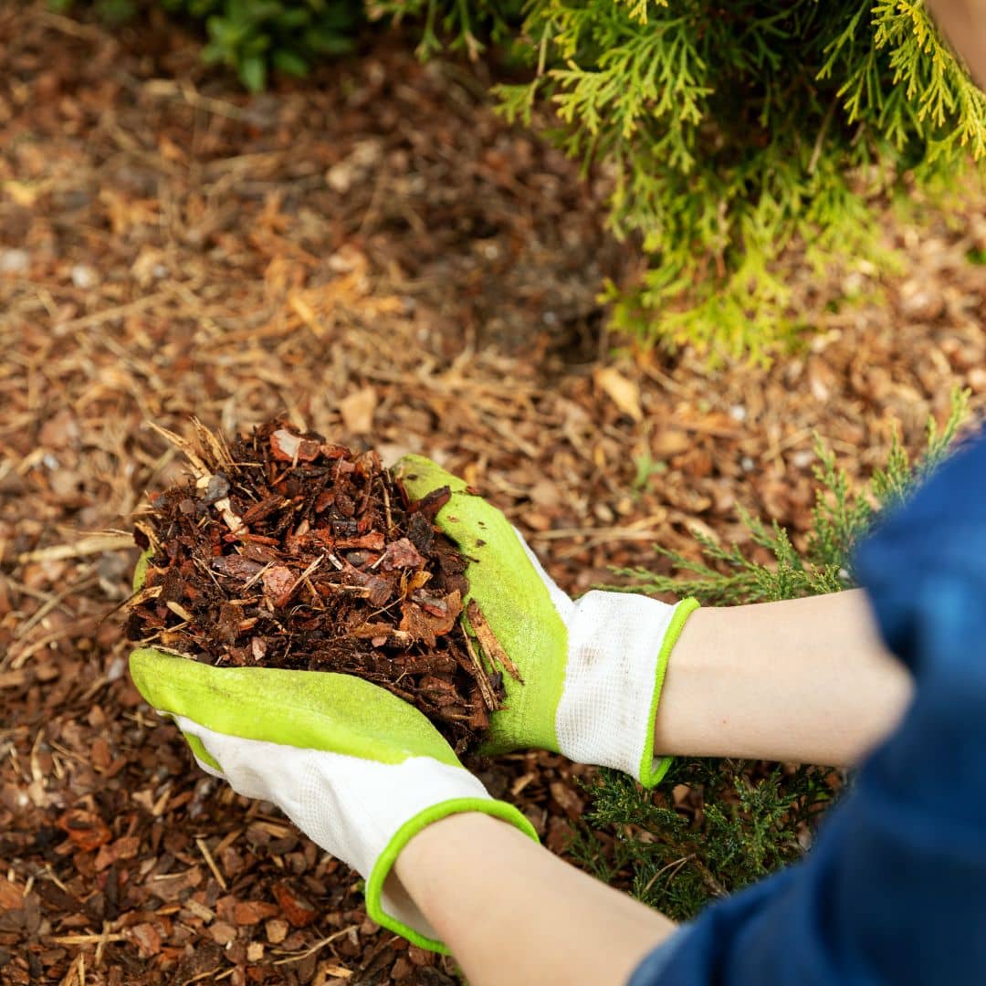 tree mulch services