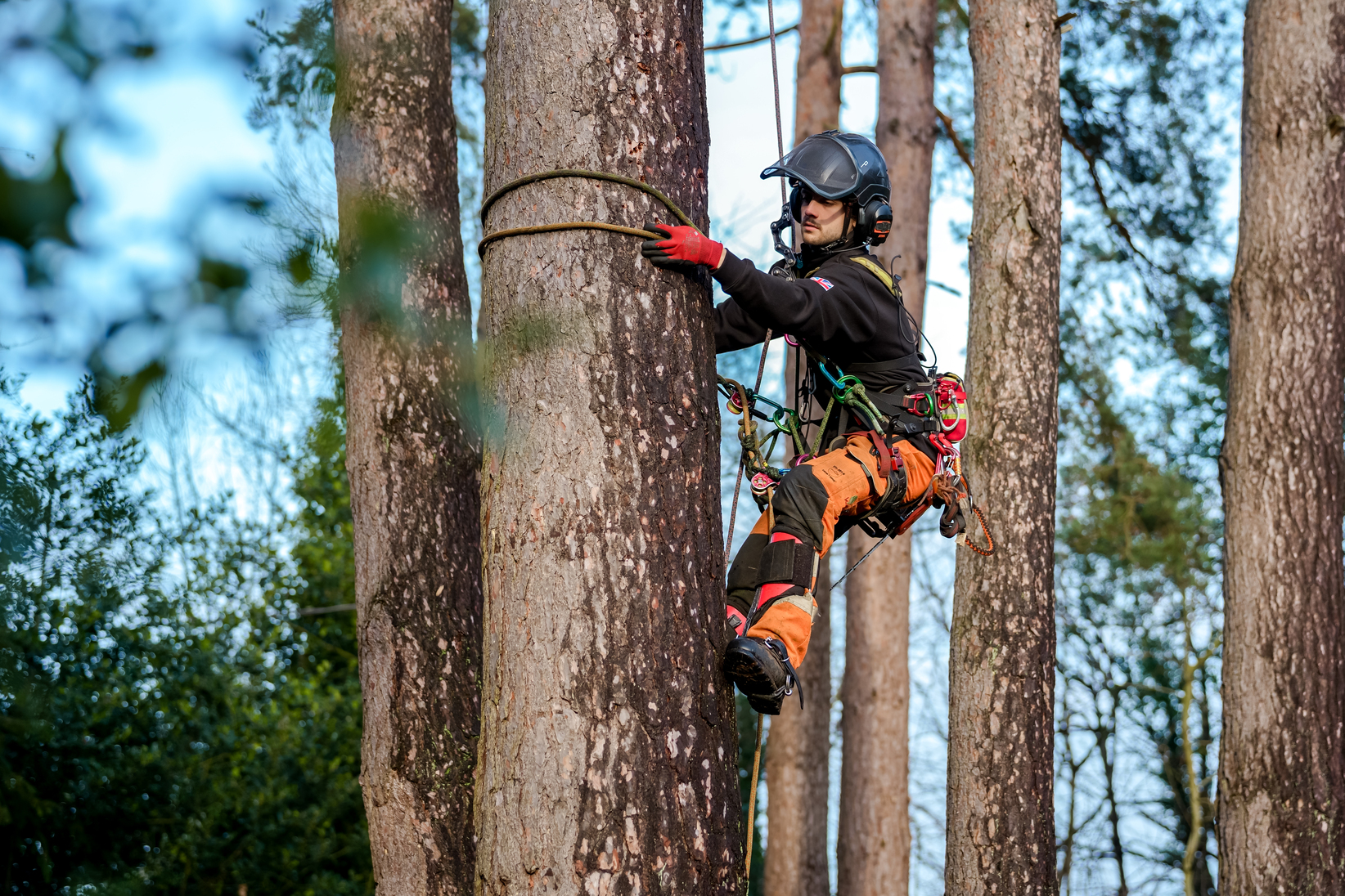 TheTreeDoctor-Decemebr2025-008