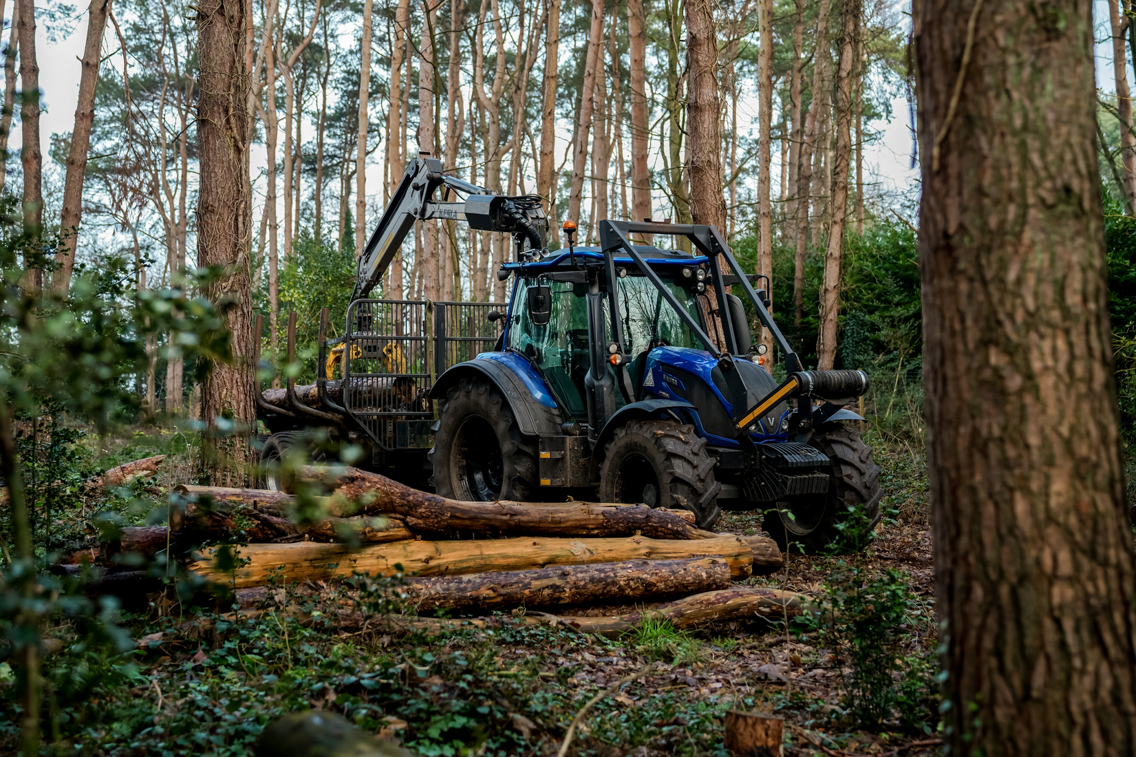 TheTreeDoctor-Decemebr2025-122