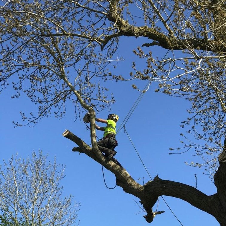 Commercial services carried out by The Tree Doctors