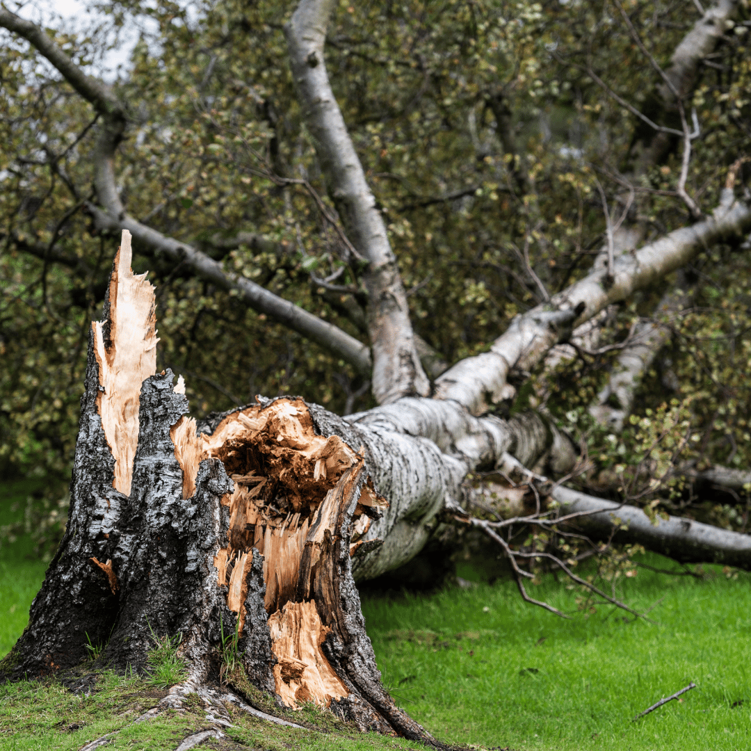 Tree Fallen down after storm