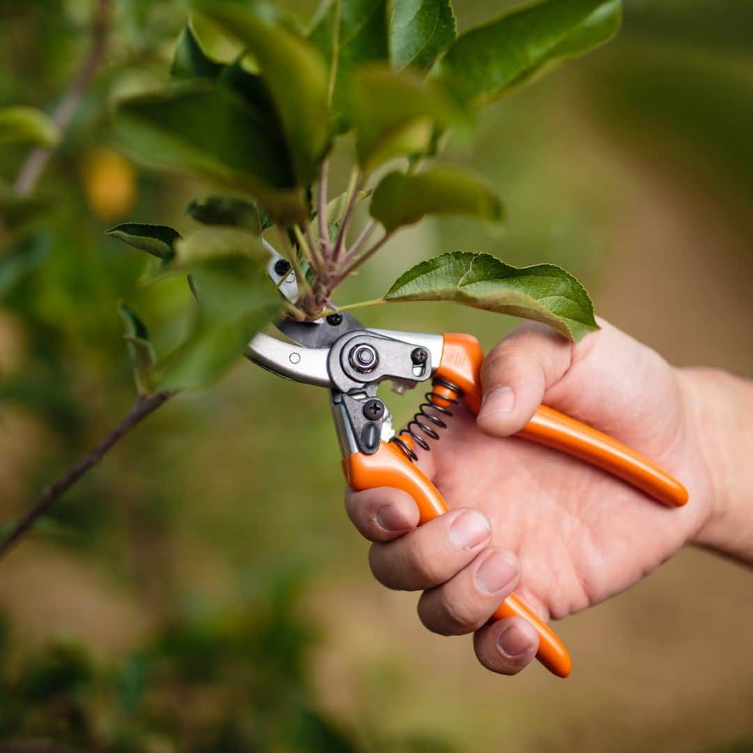 tree pruning